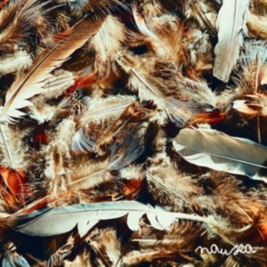 Moodie Black - Nausea in der Gruppe CD bei Bengans Skivbutik AB (1020601)