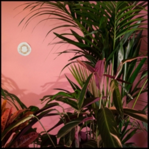 Beaty Heart - Mixed Blessings in der Gruppe Övrigt /  bei Bengans Skivbutik AB (1049644)