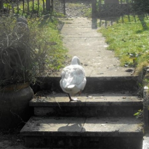 Pilote - Slowdown: Epilogue in der Gruppe CD bei Bengans Skivbutik AB (1136898)