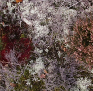 Fursaxa - Mycorrhizae Realm in der Gruppe CD bei Bengans Skivbutik AB (1171964)