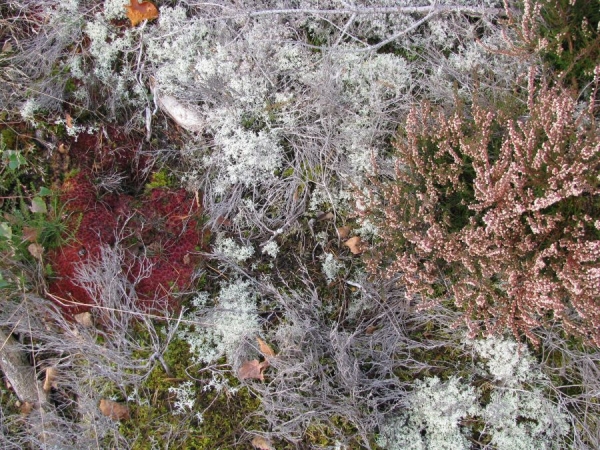 Fursaxa - Mycorrhizae Realm in der Gruppe CD / Bestseller bei Bengans Skivbutik AB (1171964)