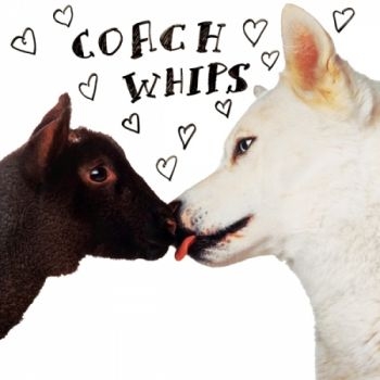 Coachwhips - Bangers Vs Fuckers in der Gruppe VINYL / Bestseller bei Bengans Skivbutik AB (1270753)