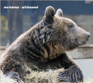 Merzbow - Wildwood in der Gruppe CD bei Bengans Skivbutik AB (1484035)