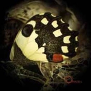 Ossicles - Music For Wastelands in der Gruppe -Start Karisma bei Bengans Skivbutik AB (1572234)