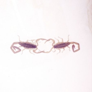 Cross Record - Wabi Sabi in der Gruppe CD bei Bengans Skivbutik AB (1718728)