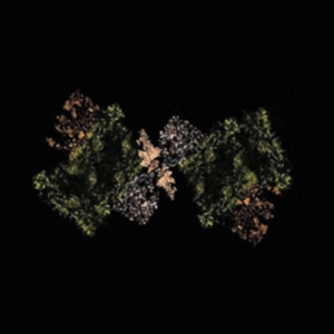Woodsman - Woodsman in der Gruppe VINYL bei Bengans Skivbutik AB (1907975)