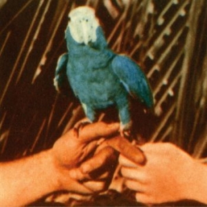 Andrew Bird - Are You Serious in der Gruppe CD bei Bengans Skivbutik AB (1960030)