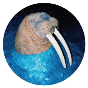 Tross - Walrus Ep (Pic Disc) in der Gruppe VINYL / Pop bei Bengans Skivbutik AB (1972011)