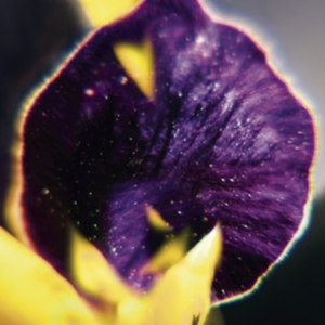 Fis - From Patterns To Details in der Gruppe CD bei Bengans Skivbutik AB (2057157)