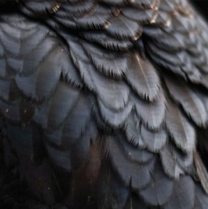 Ex People - Bird in der Gruppe VINYL bei Bengans Skivbutik AB (2437235)