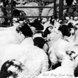 Girl Ray - Earl Grey in der Gruppe CD bei Bengans Skivbutik AB (2465391)