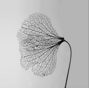 Lto - Storybook in der Gruppe VINYL bei Bengans Skivbutik AB (2487869)