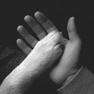 Jaws Of Love - Tasha Sits Close To The Piano in der Gruppe CD bei Bengans Skivbutik AB (2543498)