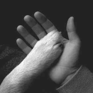 Jaws Of Love - Tasha Sits Close To The Piano in der Gruppe VINYL bei Bengans Skivbutik AB (2543499)