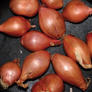 Segall Ty - Fried Shallots in der Gruppe VINYL bei Bengans Skivbutik AB (2545500)