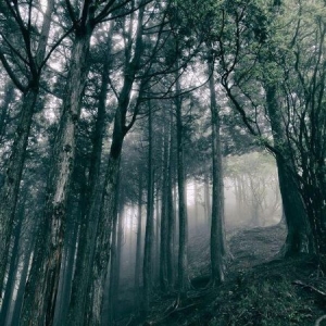 Kosemura Akira - In The Dark Woods (Cd+Dvd) in der Gruppe CD bei Bengans Skivbutik AB (2546877)