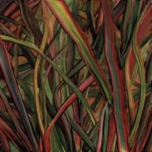 Gengahr - Where Wilderness Grows in der Gruppe CD bei Bengans Skivbutik AB (2851569)