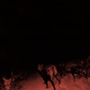 Bambara - Shadow On Everything in der Gruppe CD bei Bengans Skivbutik AB (3126947)