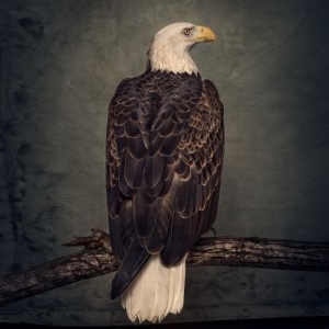 Clutch - Book Of Bad Decisions in der Gruppe Minishops / Clutch bei Bengans Skivbutik AB (3235935)