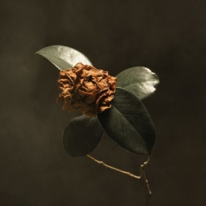 St. Paul & The Broken Bones - Young Sick Camellia in der Gruppe VINYL bei Bengans Skivbutik AB (3302163)