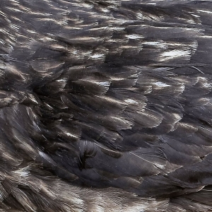 Årstidir - Årstidir in der Gruppe CD bei Bengans Skivbutik AB (3497838)