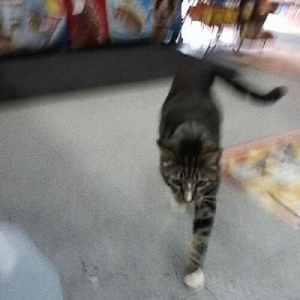 Sun Kil Moon - I Also Want To Die In New Orleans in der Gruppe CD bei Bengans Skivbutik AB (3530679)