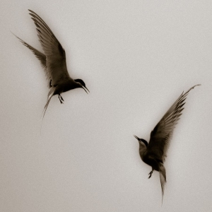 Red Mecca - Every1's A Winner in der Gruppe VINYL bei Bengans Skivbutik AB (3596654)