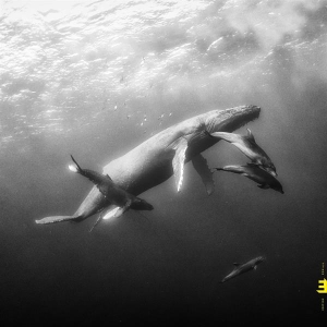 Kevin And Lionel Loueke Hays - Hope in der Gruppe CD / Jazz bei Bengans Skivbutik AB (3643060)