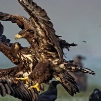 Penniless - X in der Gruppe CD bei Bengans Skivbutik AB (3705864)