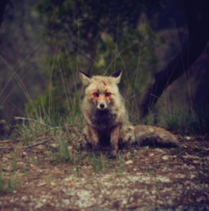 Winterpills - Love Songs in der Gruppe VINYL bei Bengans Skivbutik AB (3744361)