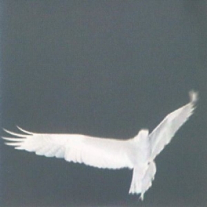 Bardo Pond - Adrop / Circuit Viii in der Gruppe VINYL / Rock bei Bengans Skivbutik AB (3746543)