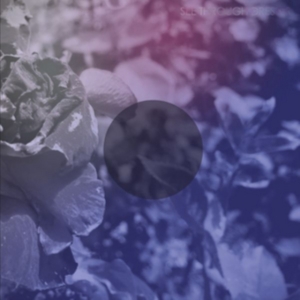 See Through Dresses - See Through Dresses in der Gruppe VINYL / Pop-Rock bei Bengans Skivbutik AB (3759481)