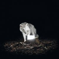 Vanishing Life - Surveillance in der Gruppe VINYL bei Bengans Skivbutik AB (3768526)
