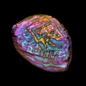 Ian Chang - Belonging in der Gruppe VINYL / Dance-Techno bei Bengans Skivbutik AB (3802769)