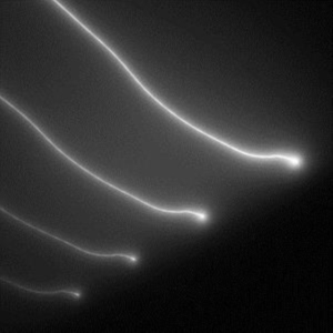 Elektro Guzzi - Parade in der Gruppe CD bei Bengans Skivbutik AB (3830305)