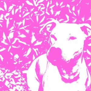 Jenna And The Pups & Hirs Collectiv - Split in der Gruppe VINYL bei Bengans Skivbutik AB (3841411)
