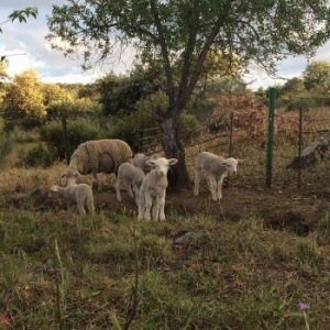 Foster Josephine - No Harm Done in der Gruppe VINYL / Pop-Rock bei Bengans Skivbutik AB (3910710)