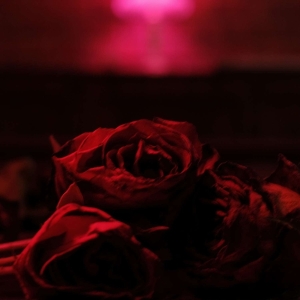 The Paper Kites - Roses in der Gruppe VINYL bei Bengans Skivbutik AB (3918315)