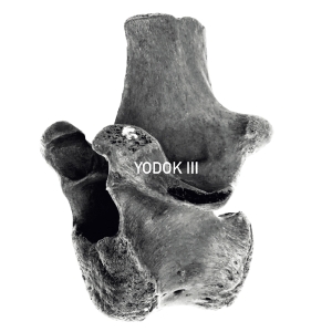 Yodok III - Yodok III in der Gruppe CD / Pop-Rock,Övrigt bei Bengans Skivbutik AB (3936723)