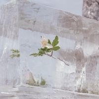 Efterklang - Windflowers (Clear Vinyl) in der Gruppe VINYL / Rock bei Bengans Skivbutik AB (4027041)