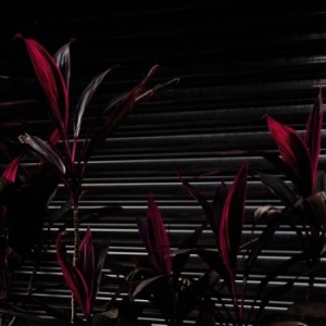 Fine Place - This New Heaven in der Gruppe VINYL bei Bengans Skivbutik AB (4113219)