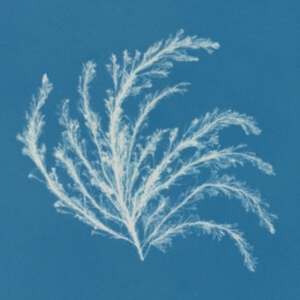 Broadside Hacks - Barbry Allen in der Gruppe VINYL bei Bengans Skivbutik AB (4149399)