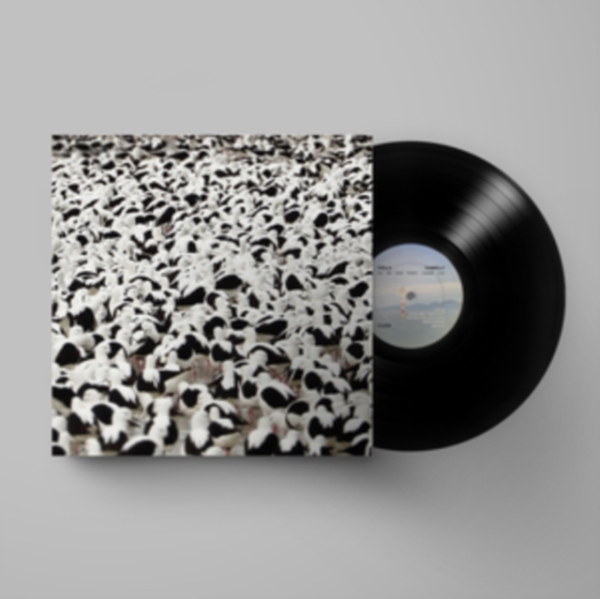Stella Donnelly - Flood in der Gruppe VINYL / Bestseller bei Bengans Skivbutik AB (4164583)