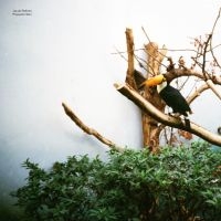 Jacob Bellens - Polyester Skin in der Gruppe VINYL / Dance-Techno bei Bengans Skivbutik AB (4171450)