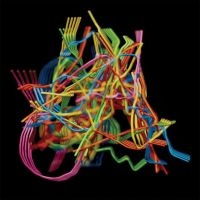 Wong Dustin - Perpetual Morphosis in der Gruppe CD / Pop-Rock bei Bengans Skivbutik AB (4279606)
