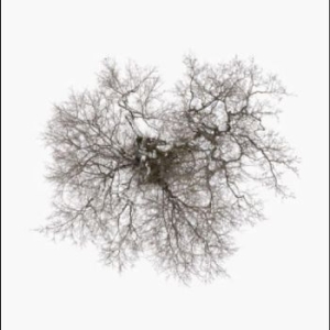 John Metcalfe - Tree in der Gruppe VINYL / World Music bei Bengans Skivbutik AB (4285563)