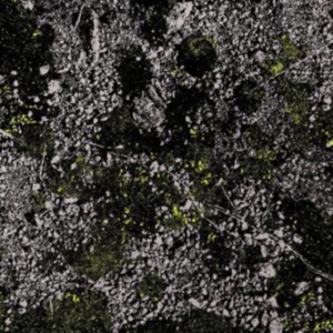 King Gizzard & The Lizard Wizard - Infest The Rats Nest (Live At Red R in der Gruppe VINYL / Pop-Rock bei Bengans Skivbutik AB (4287754)