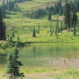 Skirts - Great Big Wild Oak (Milky Clear Vin in der Gruppe VINYL / Pop-Rock bei Bengans Skivbutik AB (4287771)