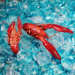 Roof Dogs The - Here You Are in der Gruppe VINYL / Pop-Rock bei Bengans Skivbutik AB (4287843)