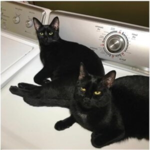 Prekop Sam & John Mcentire - Sons Of in der Gruppe Övrigt / bei Bengans Skivbutik AB (4296260)